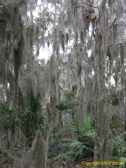 Florida 2010 2 121