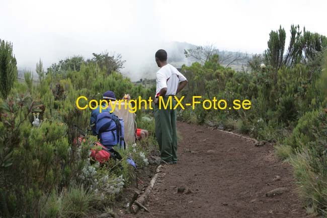 Kilimanjaro 2008_0182
