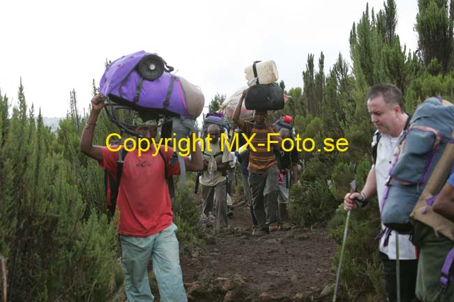 Kilimanjaro 2008_0184