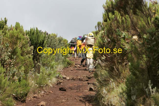 Kilimanjaro 2008_0185