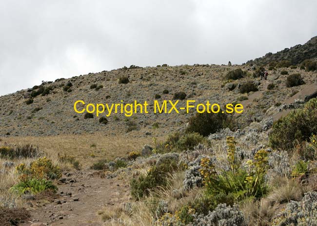 Kilimanjaro 2008_0273