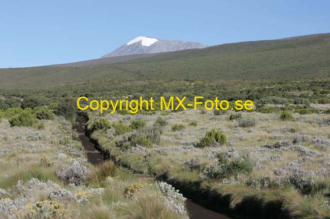 Kilimanjaro 2008_0417