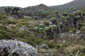 Kilimanjaro 2008_0228