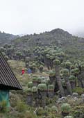 Kilimanjaro 2008_0284