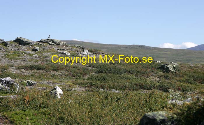 Sylarna 070808_0242