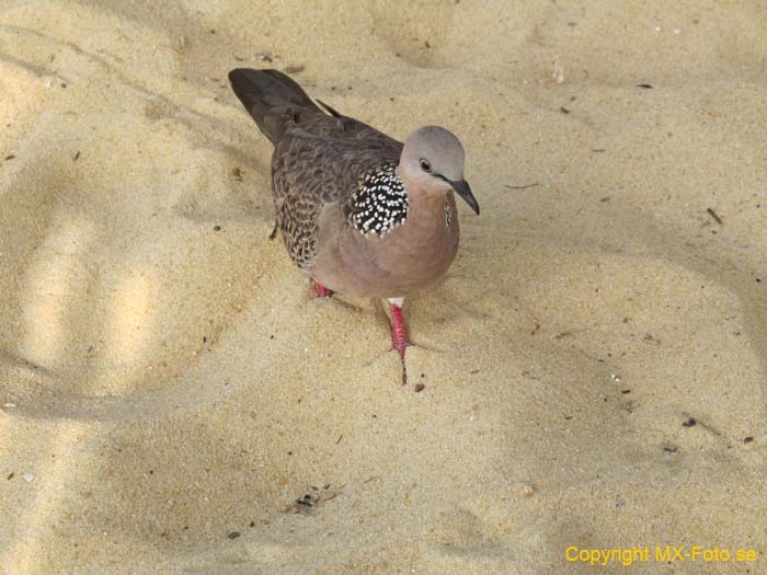 Thailand 2011 2_0156