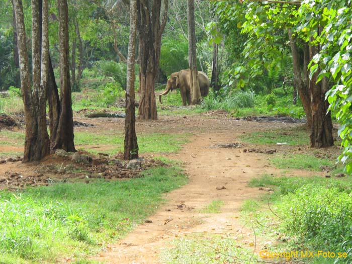 Thailand 2011 2_0585