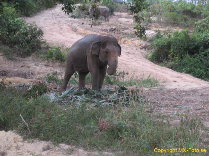 Thailand 2011 _0151